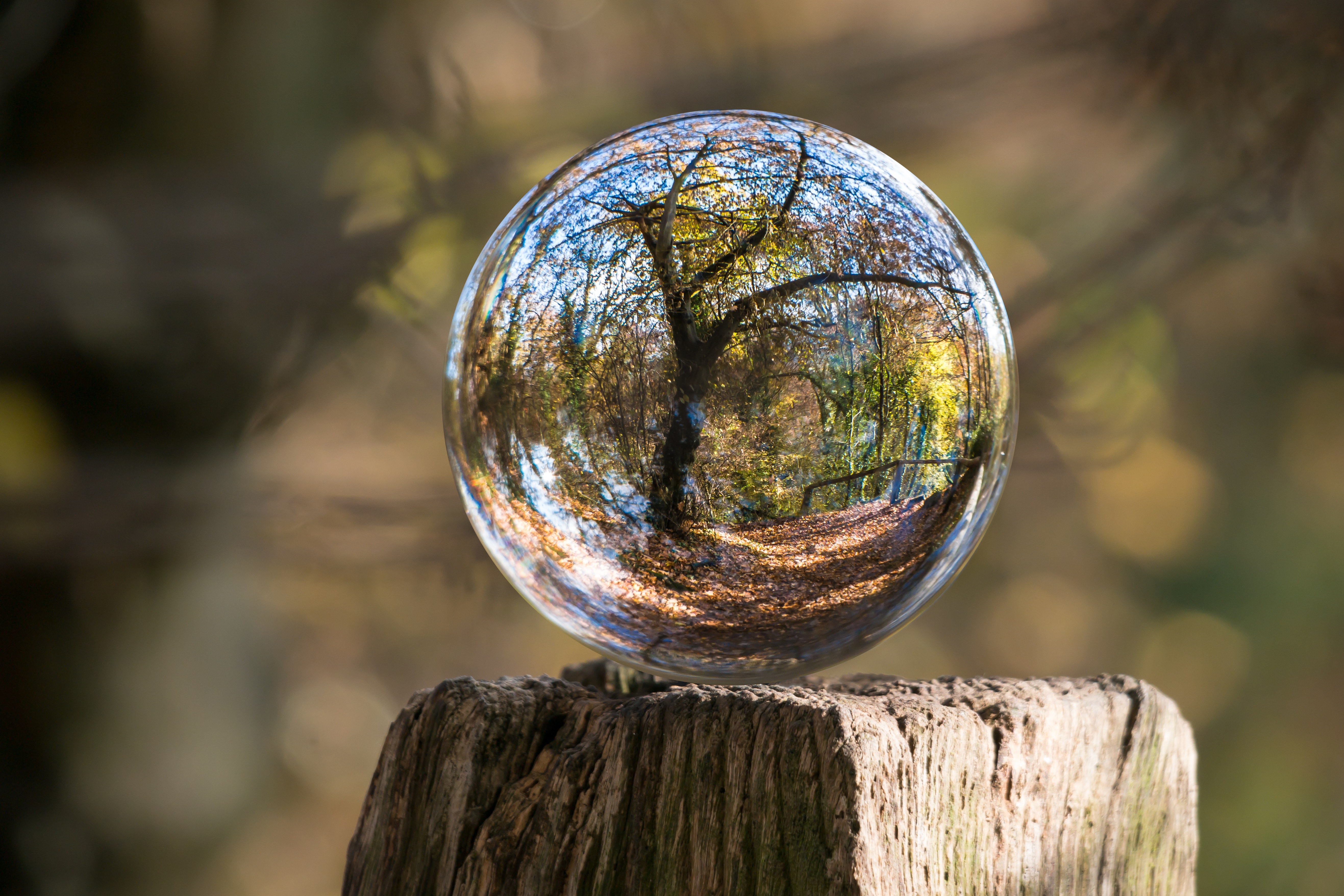 Glasskule som gjenspeiler naturen